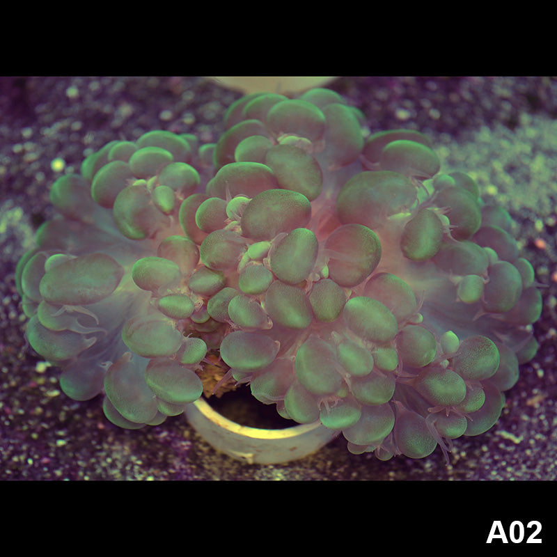 Item#A02RW0002(M) WYSIWYG Indo Ultra Bubble Coral
