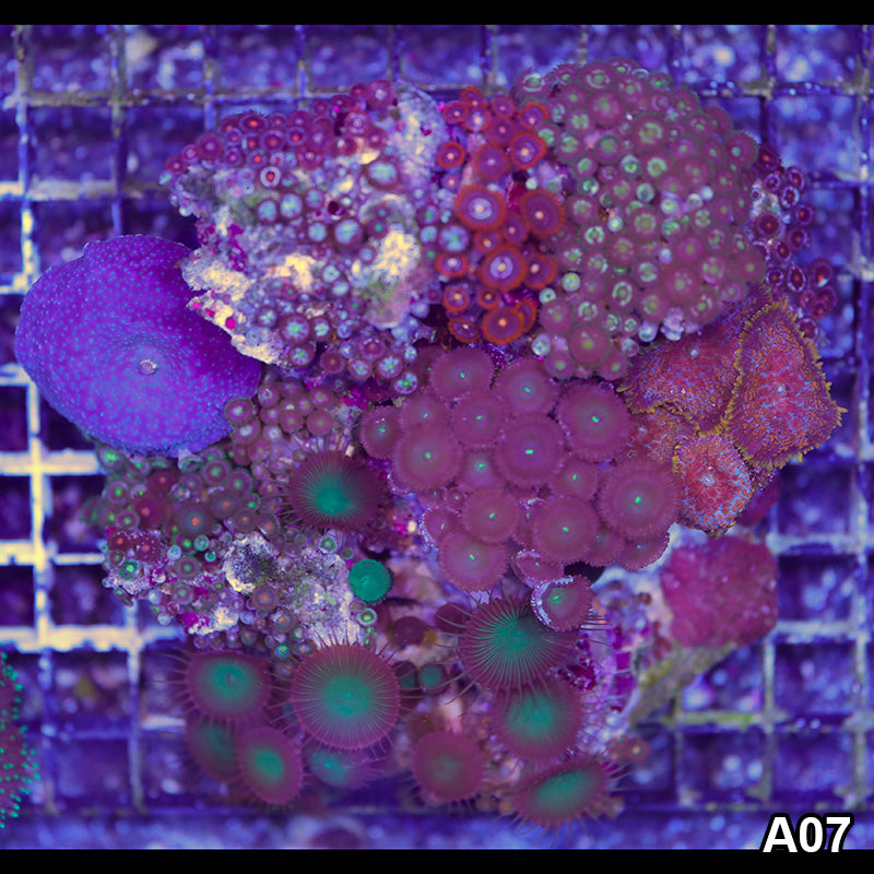 Item#A07RW0007(L) WYSIWYG Indo Ultra Zoanthid Mini Reef Combo