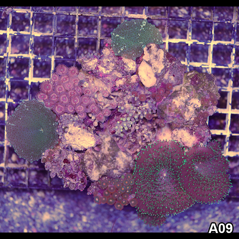 Item#A09RW0009(L) WYSIWYG Indo Ultra Zoanthid Mini Reef Combo