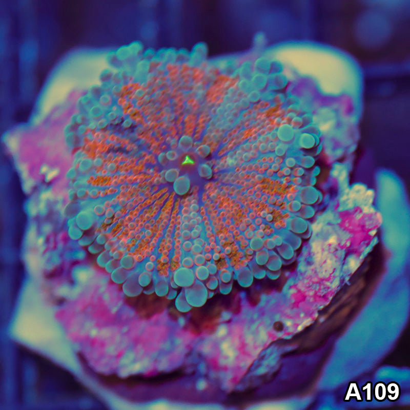 Item#A109LW0109(S) WYSIWYG Indo Ultra Unique Ricordea Yuma Mushroom