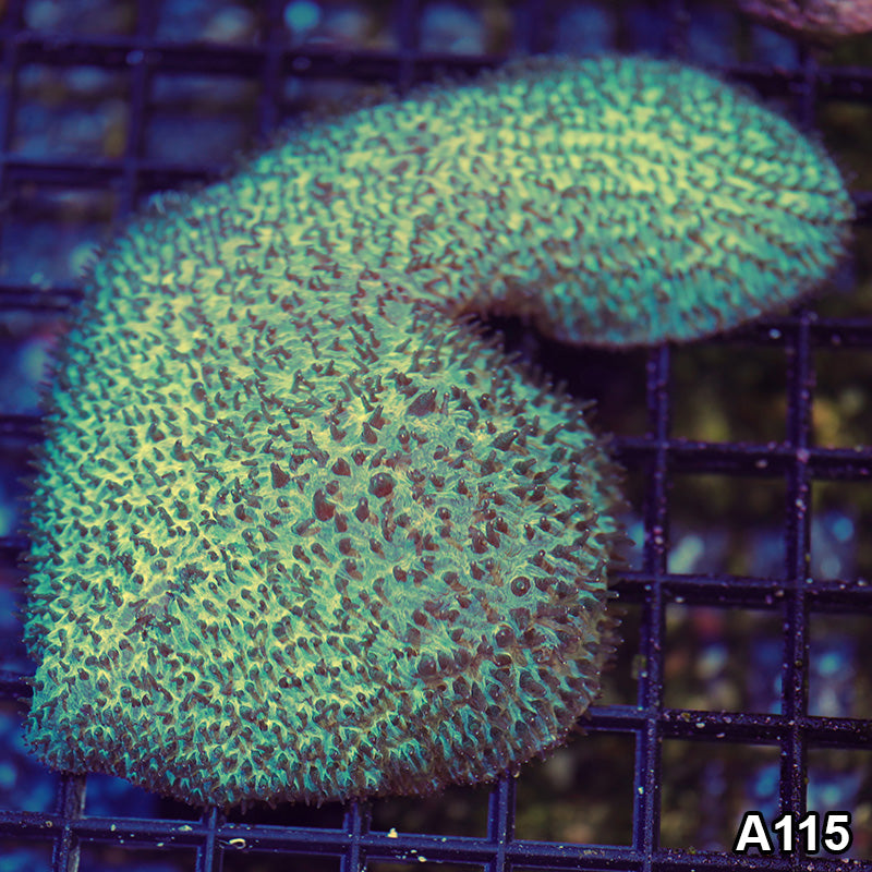 Item#A115LW0115(M) WYSIWYG Aussie Green Tounge Coral