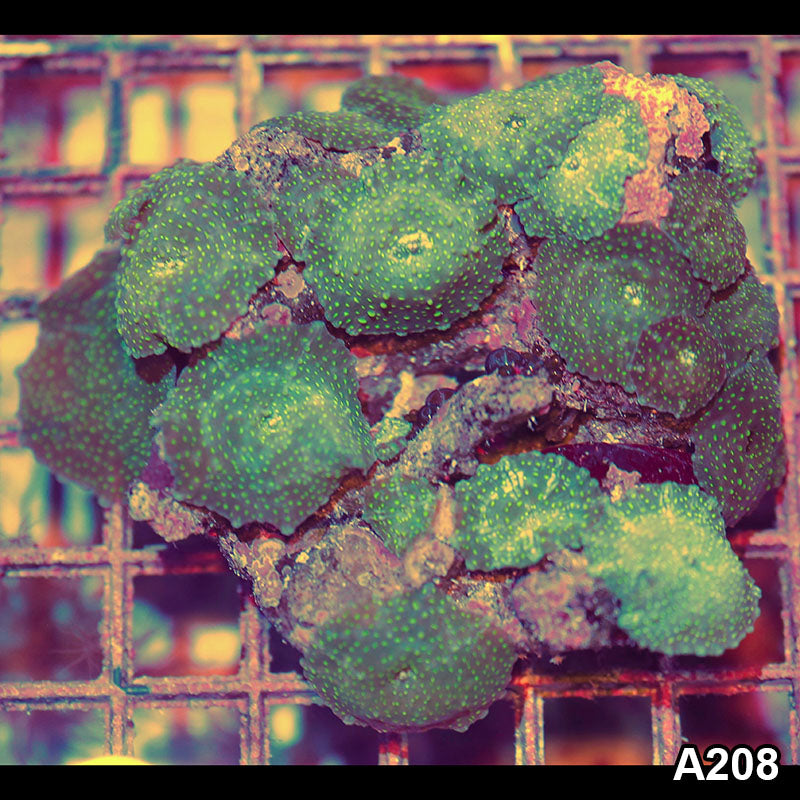 Item#A208IN0208(M) WYSIWYG Indo Ultra Discosoma Mushroom Colony