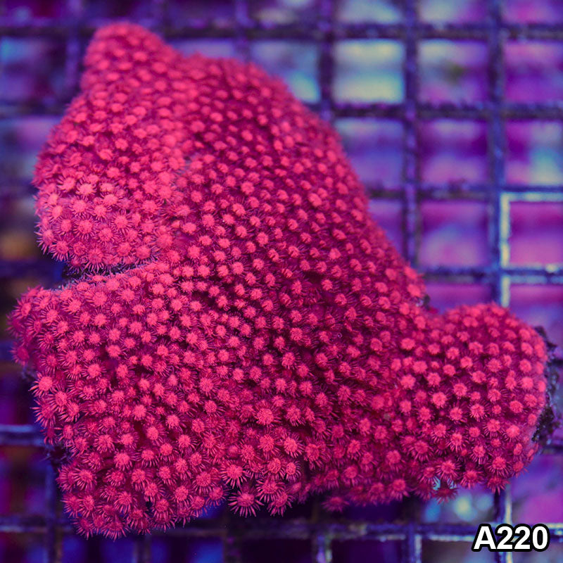 Item#A220IN0220(M) WYSIWYG Aussie Ultra Red Goniopora Colony