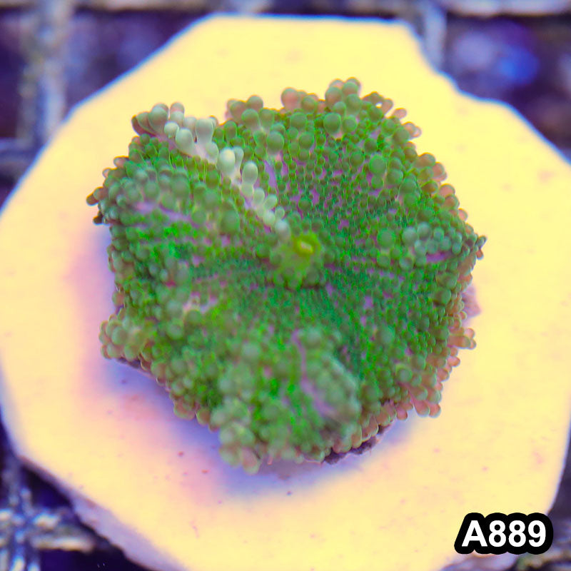 Item#A889RW3889(S) WYSIWYG Indo Ultra Green Ricordea Yuma Mushroom