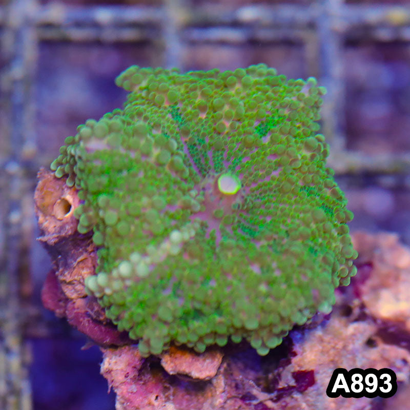 Item#A893RW3893(S) WYSIWYG Indo Ultra Green Ricordea Yuma Mushroom