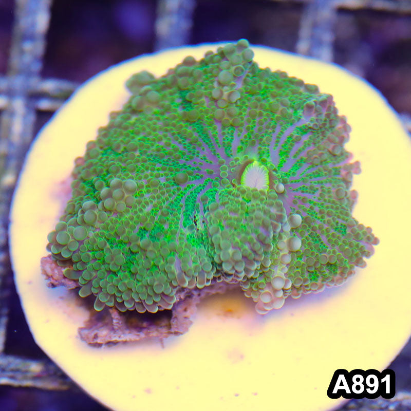 Item#A891RW3891(S) WYSIWYG Indo Ultra Ricordea Yuma Single Mushroom