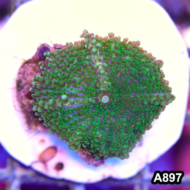 Item#A897RW3897(S) WYSIWYG Indo Ultra Ricordea Yuma Single Mushroom