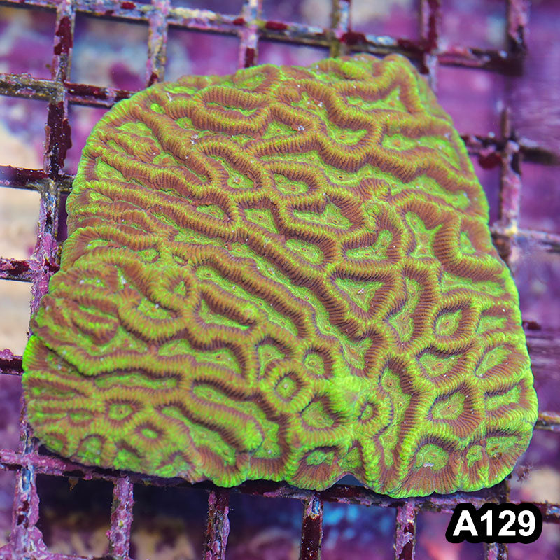 Item#A129LP4129(M) WYSIWYG Aussie Ultra Maze Brain Colony