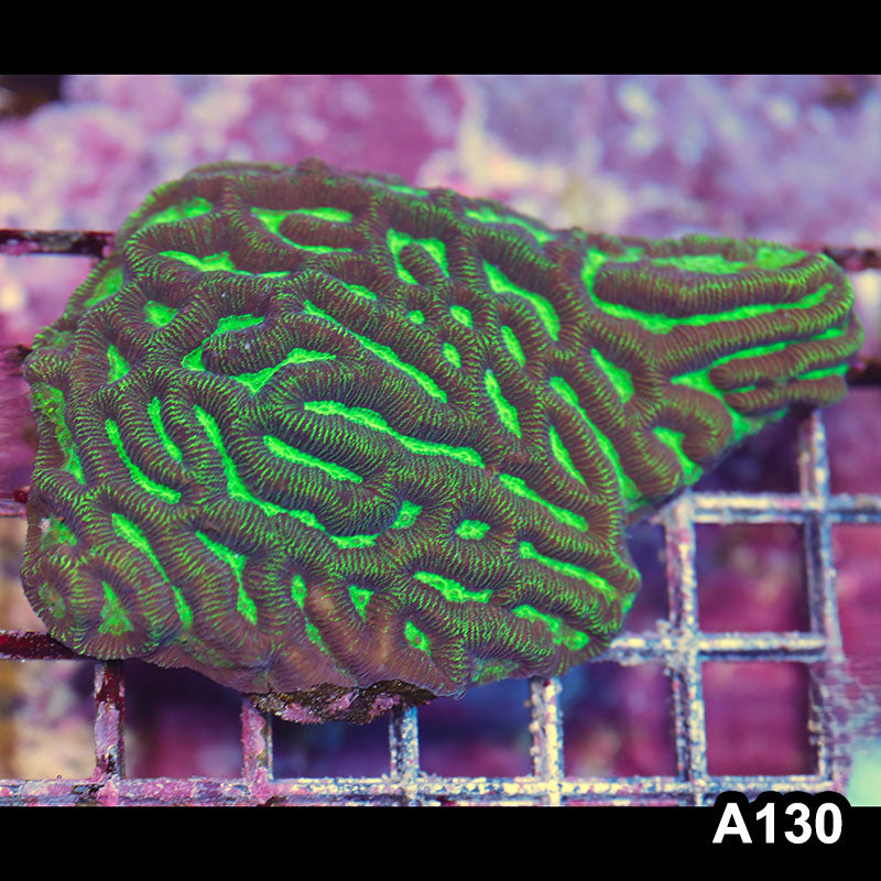 Item#A130LP4130(S) WYSIWYG Aussie Ultra Maze Brain Colony