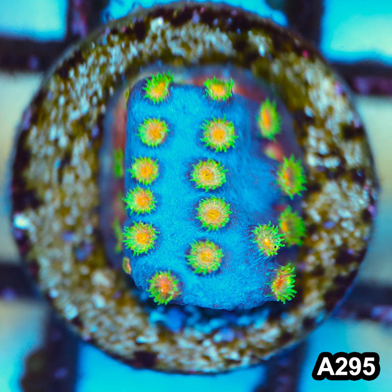 Item#A295FRM4295(F) WYSIWYG WYSIWYG Cultured Rare Bizarro Cyphastrea Frag