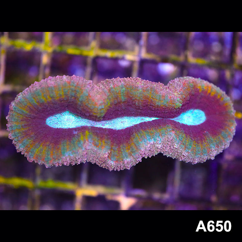 Item#A650RW4650(S) WYSIWYG Australian Ultra Unique Rainbow Lobophyllia