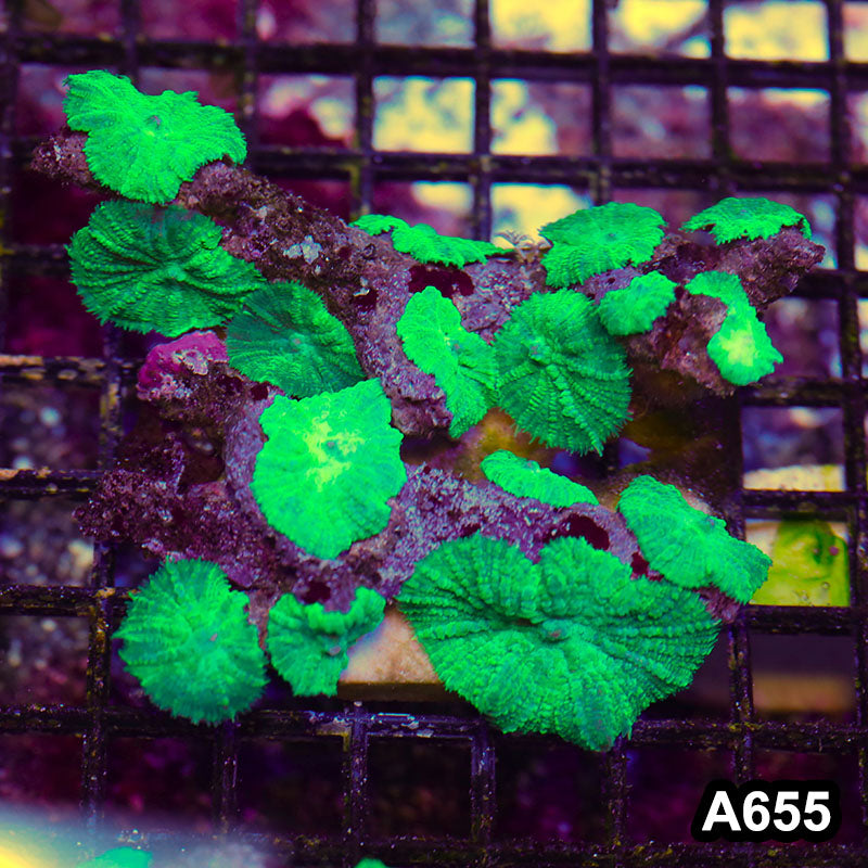 Item#A655RW4655(M) WYSIWYG Indo Ultra Rhodactis Mushroom Colony