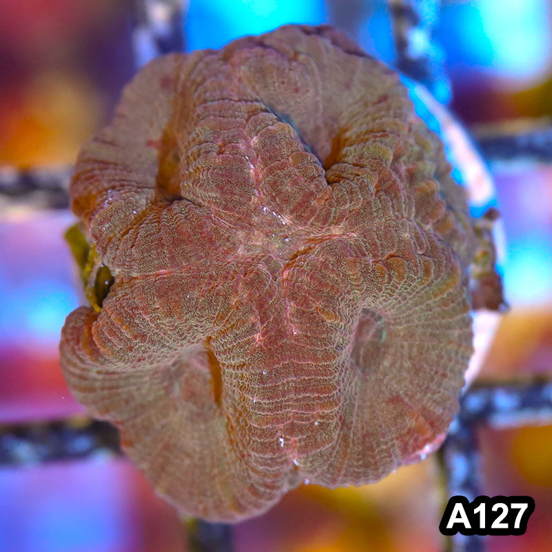 Item#A127IN3127(S) WYSIWYG Western Australia Rare Barabattoia Favia Frag