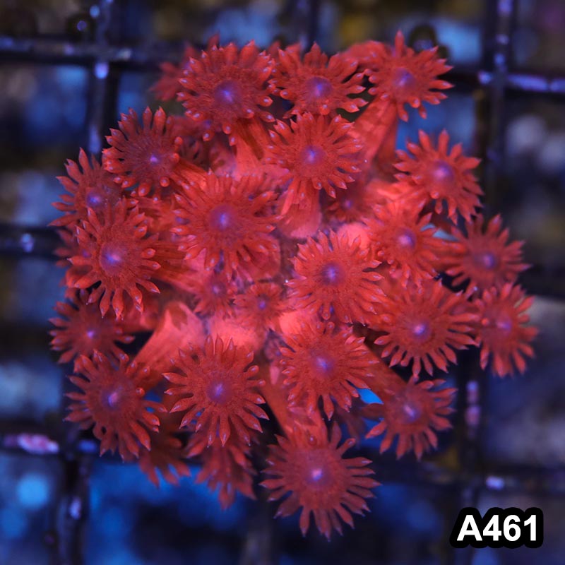 Item#A461LW3461(S) WYSIWYG Australian Ultra Red Goniopora