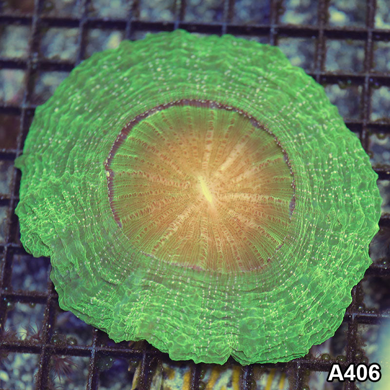Item#A406RW1406(M) WYSIWYG Indo Ultra Unique Acanthophyllia