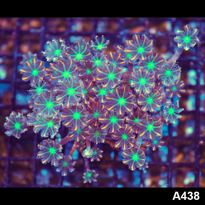 Item#A438LW1438(M) WYSIWYG Indo Ultra Clove Polyp Colony