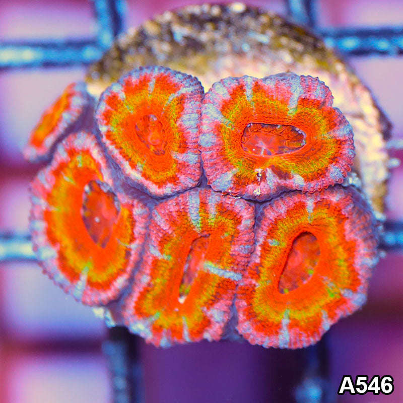 Item#A546IN1546(S) WYSIWYG Aussie Ultra Unique Rainbow Acan Lord Frag