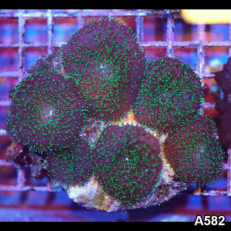 Item#A582IN1582(M) WYSIWYG Indo Ultra Hairy Rhodactis Mushroom Colony