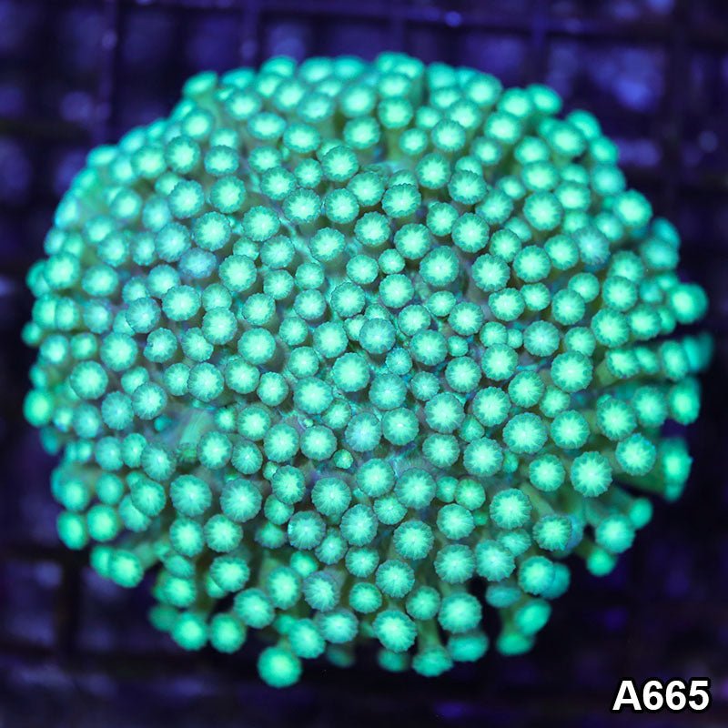 Item#A665RW1665(M) WYSIWYG Indo Ultra Unique Goniopora Colony
