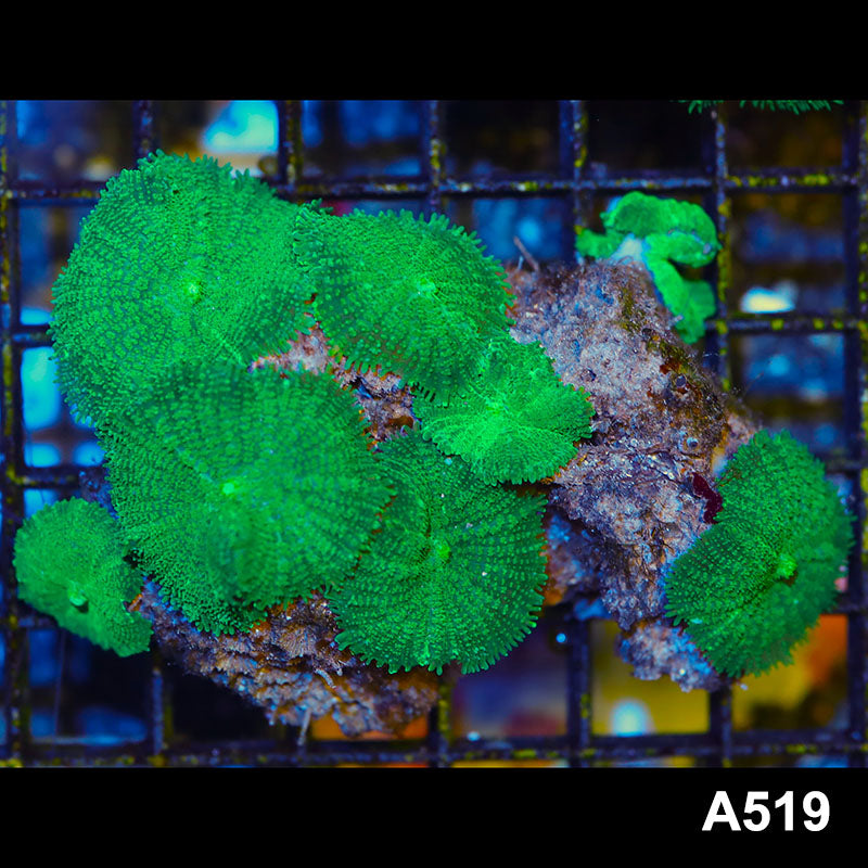 Item#A519LW2519(M) WYSIWYG Indo Ultra Green Rhodactis Mushroom Colony