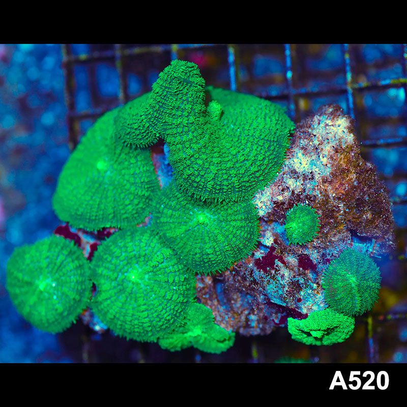Item#A520LW2520(M) WYSIWYG Indo Ultra Green Rhodactis Mushroom Colony