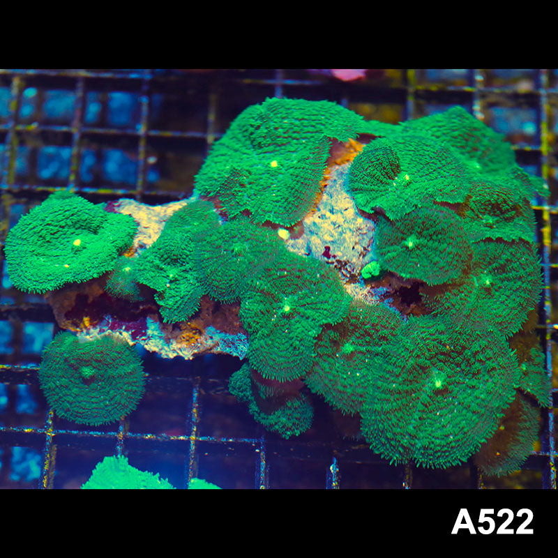 Item#A522LW2522(M) WYSIWYG Indo Ultra Green Rhodactis Mushroom Colony