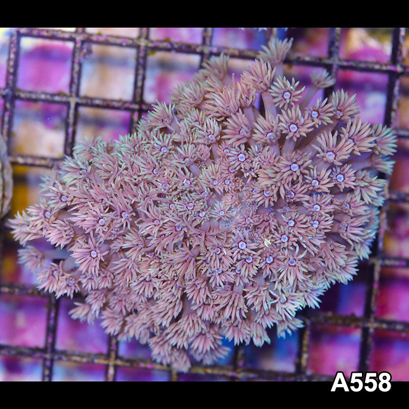 Item#A558IN255(M) WYSIWYG Western Australia Ultra Goniopora Colony