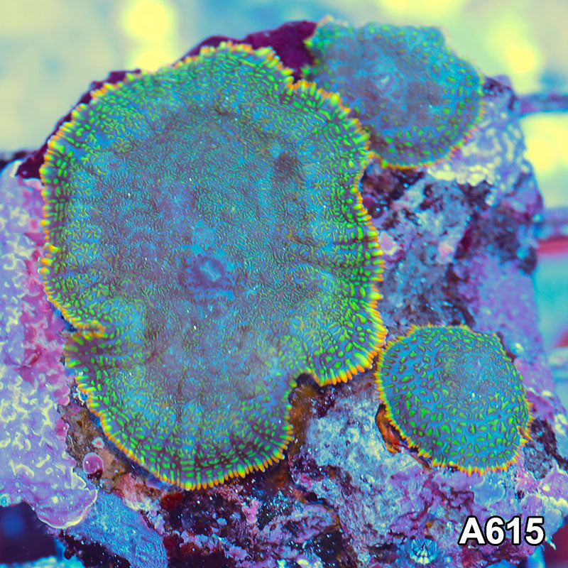 Item#A615IN2615(M) WYSIWYG Indo Ultra Rainbow Tip Rhodactis Mushroom Colony