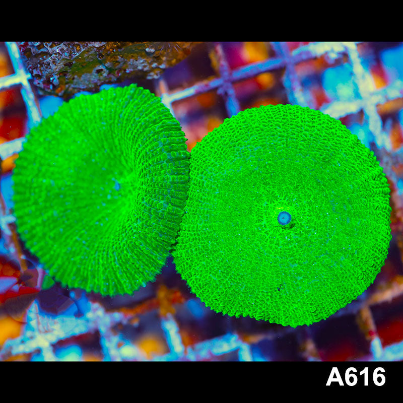 Item#A616IN2616(M) WYSIWYG Australian Ultra Rhodactis Mushroom Colony