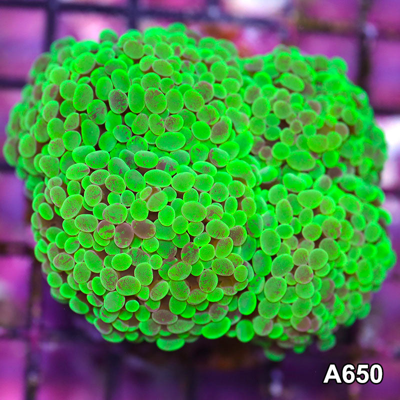 Item#A650IN2650(M) WYSIWYG Indo Ultra Unique Toxic Splatter Branching Hammer Colony