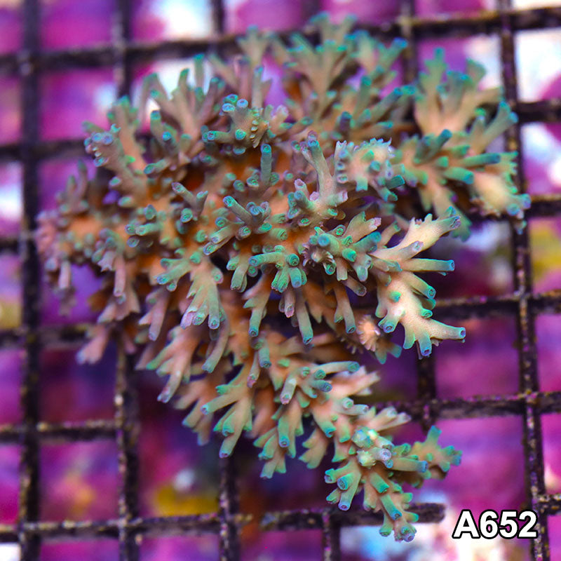 Item#A652IN2652(M) WYSIWYG Australian Ultra Blue Tip Acropora Echinata Colony