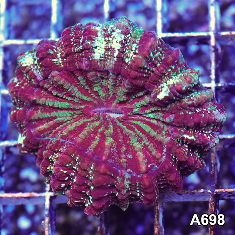 Item#A698RW2698(M) WYSIWYG Indo Ultra Unique Acanthophyllia