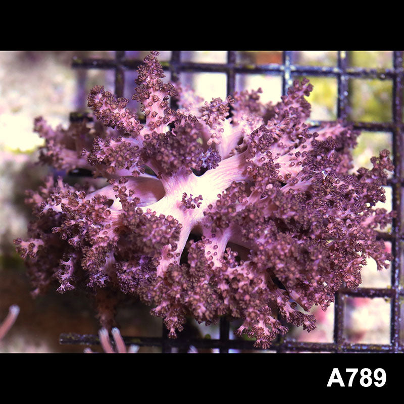 Item#A789SP2789(M) WYSIWYG Indo Colt Coral