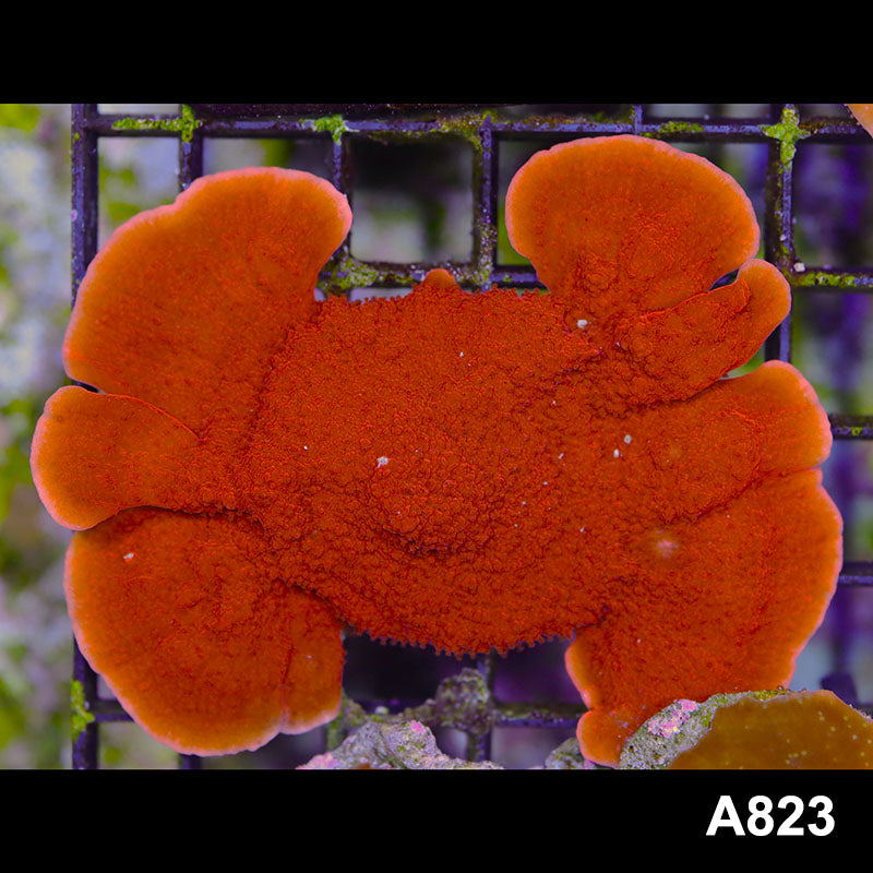 Item#A823SP2823(M) WYSIWYG Cultured Red Montipora Cap Mini Colony