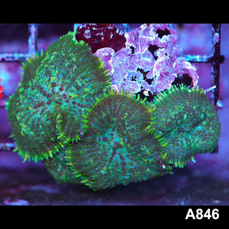 Item#A846LP2846(S) WYSIWYG Indo Ultra Rhodactis Mushroom Colony