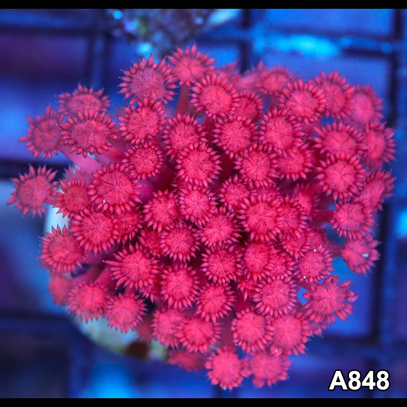 Item#A848LP2848(S) WYSIWYG Ultra Unique Red Goniopora Frag