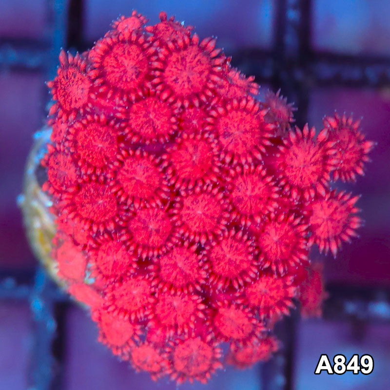 Item#A849LP2849(S) WYSIWYG Ultra Unique Red Goniopora Frag