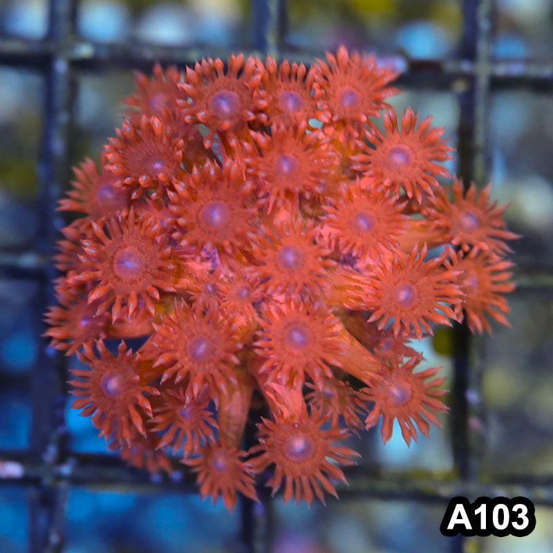 Item#A103LW3103(S) WYSIWYG Australian Ultra Red Giniopora Frag