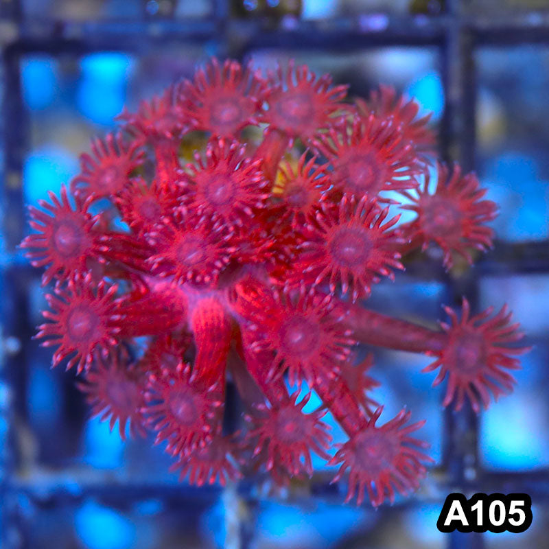 Item#A105LW3105(F) WYSIWYG Australian Ultra Red Giniopora Frag