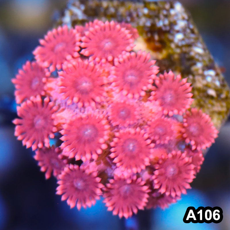 Item#A106LW3106(F) WYSIWYG Australian Ultra Pink Goniopora Frag