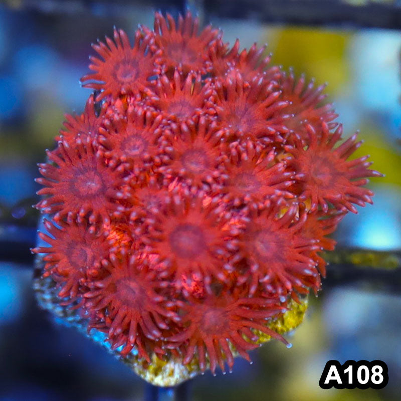 Item#A108LW3108(F) WYSIWYG Australian Ultra Red Giniopora Frag