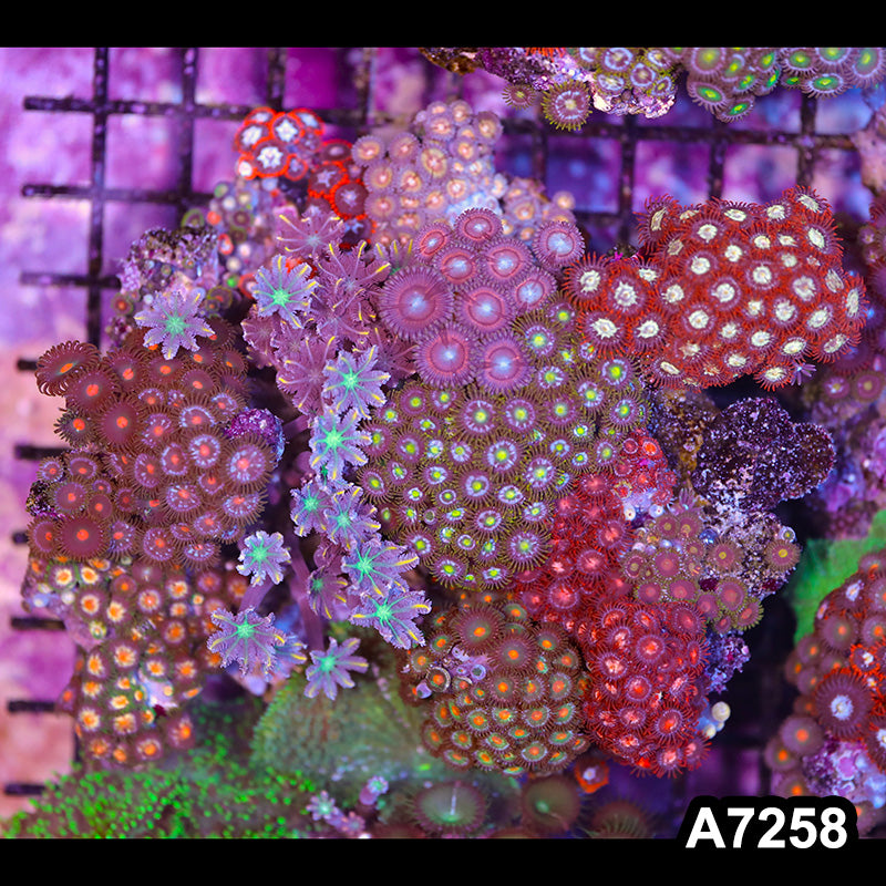 Item#A7258LP7258(L) WYSIWYG Indo Ultra Zoanthid Mini Reef Combo