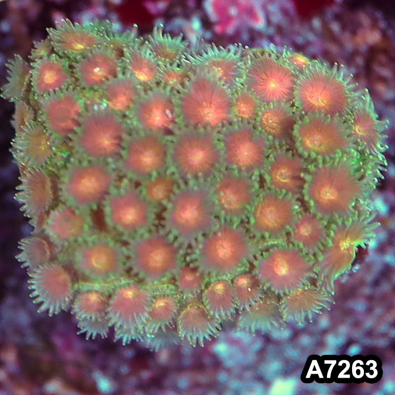 Item#A7263LP7263(MF) WYSIWYG Aussie Ultra Unique Goniopora Frag