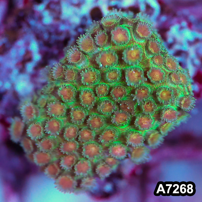 Item#A7268LP7268(MF) WYSIWYG Aussie Ultra Unique Goniopora Frag