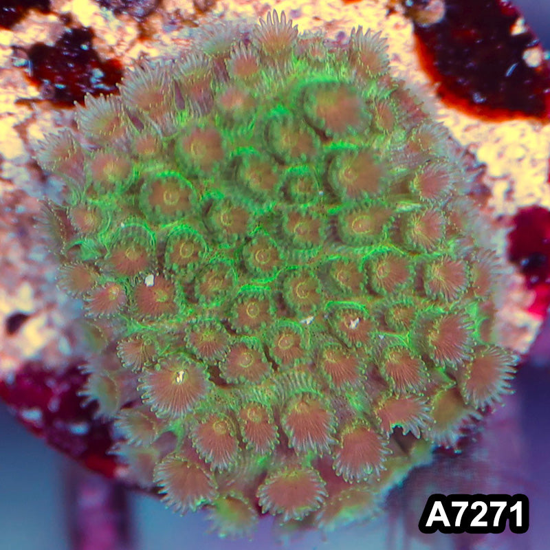 Item#A7271LP7271(SF) WYSIWYG Aussie Ultra Unique Goniopora Frag