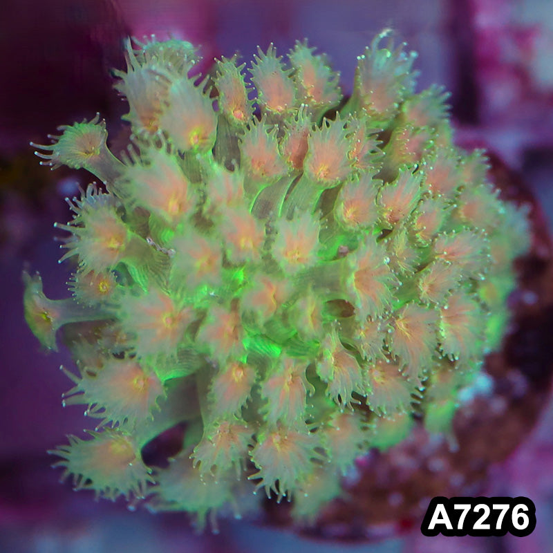 Item#A7276LP7276(MF) WYSIWYG Aussie Ultra Unique Goniopora Frag