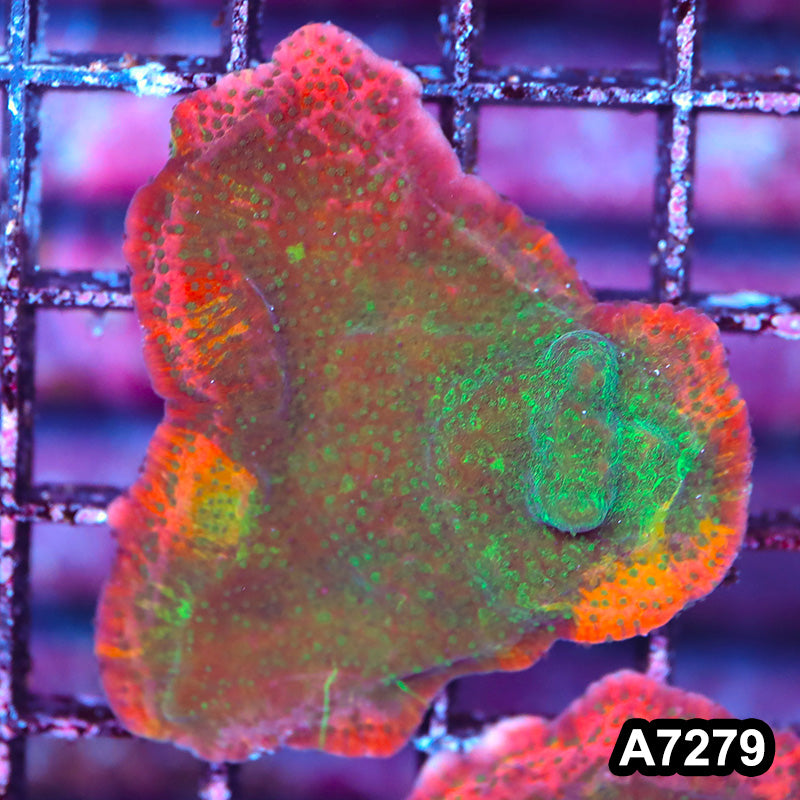 Item#A7279LP7279(LF) WYSIWYG Cultured Big R Freak Nasty Montipora Mini Colony