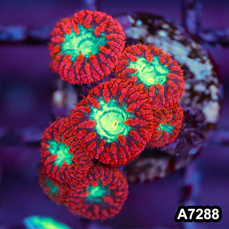 Item#A7288LP7288(MF) WYSIWYG Aussie Ultra Red Blastomussa Frag