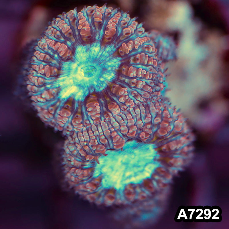 Item#A7292LP7292(SF) WYSIWYG Aussie Ultra Unique Blastomussa Frag