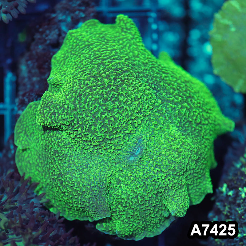 Item#A7425LW7425(S) WYSIWYG Vietnam Green Elephant Ear Mushroom